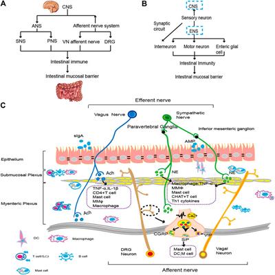 Intestinal Mucosal Barrier Is Regulated by Intestinal Tract Neuro-Immune Interplay